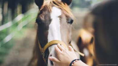 Yoga à cheval : Roulez avec stabilité
