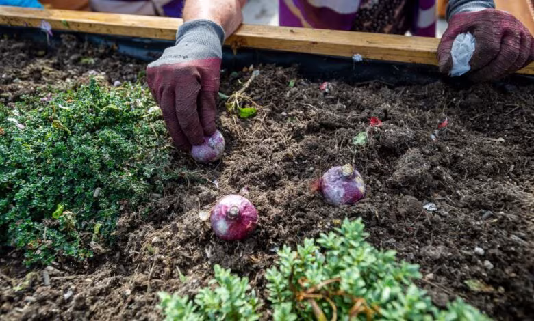 Que puis-je planter en automne ? Des jonquilles aux jacinthes, les fleurs du Royaume-Uni vont commencer à pousser dès maintenant
